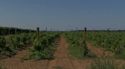 Rows of small grape vines Stock Footage 12715822