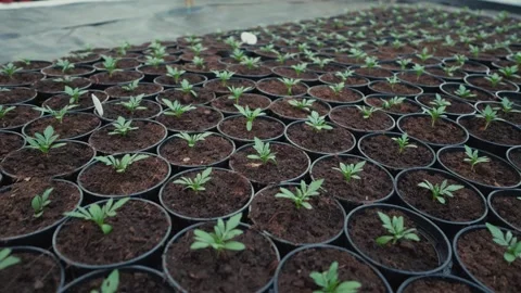 Rows of small green plants in black pots arranged on a table under natural Vídeo Stock 332723850