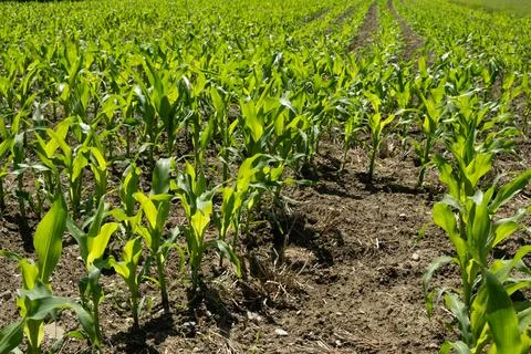 Rows of small maize sprouts on an agricultural field in early summer Stock Photos