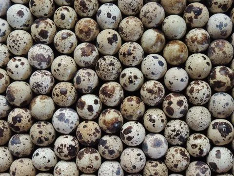 Rows of small, mottled quail eggs as a natural texture Stock Photos