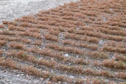 Rows of small planted pine sprouts, almost dried up young plants Stock Photos