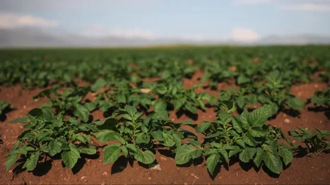 Rows of small potato plants in sunny day in Middle Turkey Stock Footage 265870369