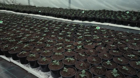 Rows of small potted plants in a greenhouse, showcasing the gradual growth of Stock Footage 332723817