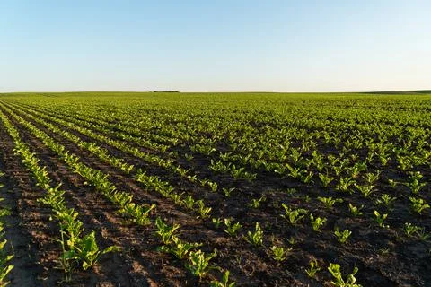 Rows of small sugar beet plants thrive in fertile soil, basking in sunlight.. Stock Photos