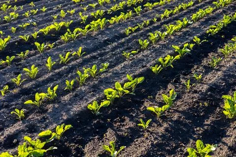 Rows of small sugar beet plants are growing in rich soil under bright sunli.. Stock-Fotos