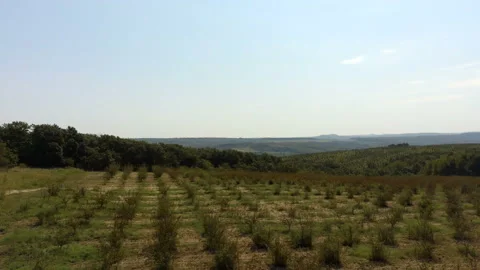 Rows of small trees in a growing garden Stock Footage 148427168