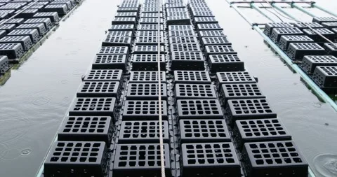 Rows of soft shell crab traps in an aquaculture farm set in a marine Video stock 344094452