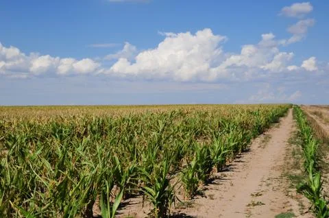 Rows of sorghum in a field under a cloud filled sky Stock Photos