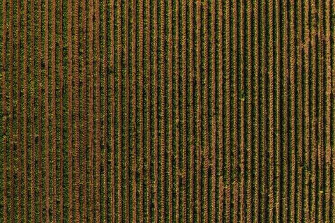 Rows of soybean crops in field forming striped pattern, aerial shot from dr.. Stock Photos