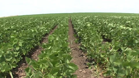 Rows of soybeans Stock Footage 41135914