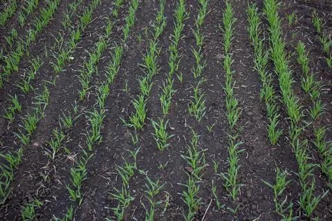 Rows of spring young barley. Stock Photos