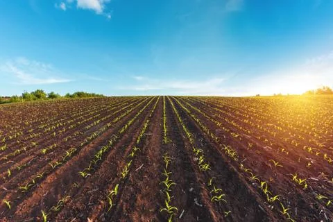 Rows of sprouted corn in agricultural field Stock Photos