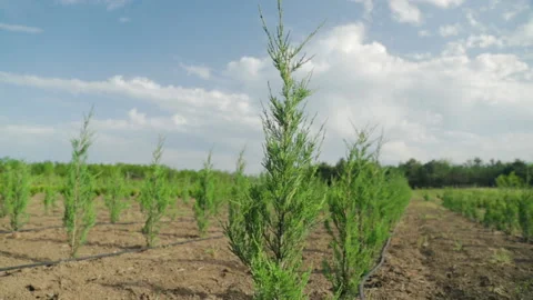 Rows of spruce, thuja or thuya, cypress bushes on tree nursery farm Stock Footage 196261140