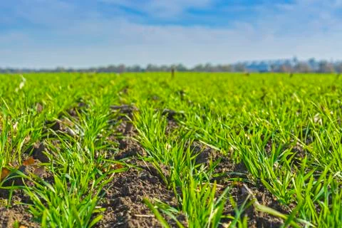 Rows of sprung winter wheat on a field under a blue sky with clouds Stock Photos