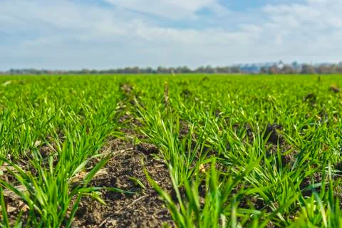 Rows of sprung winter wheat on a field under a blue sky with clouds Stock Photos