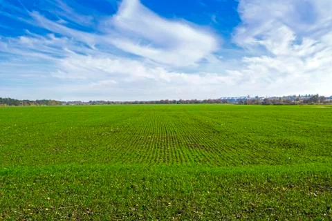 Rows of sprung winter wheat on a field under a blue sky with clouds Stock Photos