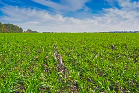 Rows of sprung winter wheat on a field under a blue sky with clouds Stock Photos