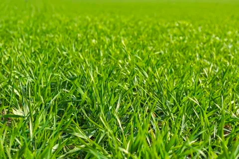 Rows of sprung winter wheat on a field under a blue sky with clouds Foto stock