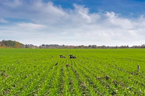 Rows of sprung winter wheat on a field under a blue sky with clouds Stock Photos