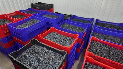 Rows of stacked plastic crates filled with dark ripe berries in bright indoor Stock Footage 345412668