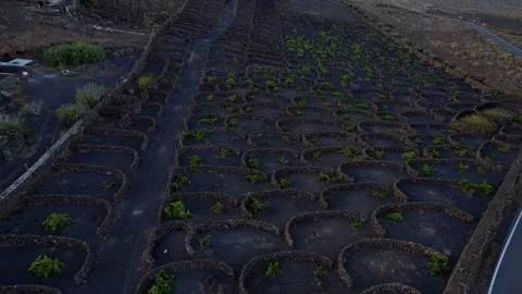 Rows of stone-ringed vine pits curve across dark volcanic soil, young grape Stock Footage 346122681