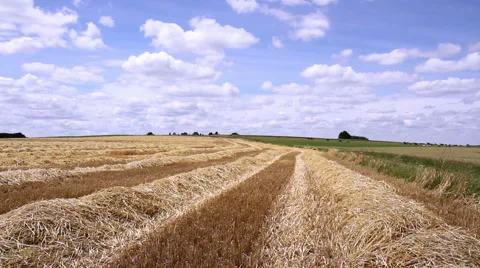 Rows of straw after harvesting wheat. Stock Footage 39995001