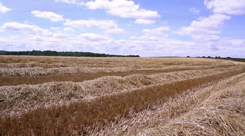 Rows of straw after harvesting wheat. Video stock 40053863