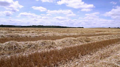 Rows of straw after harvesting wheat. Video stock 40054239
