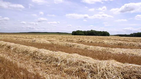 Rows of straw after harvesting wheat. Stock Footage 40060758