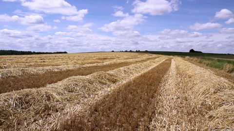 Rows of straw after harvesting wheat. Video stock 40061212