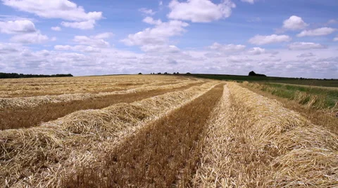 Rows of straw after harvesting wheat. Video stock 40332104