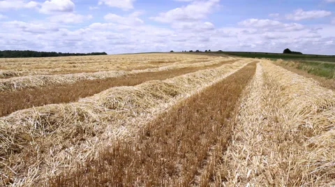 Rows of straw after harvesting wheat. Video stock 40337115