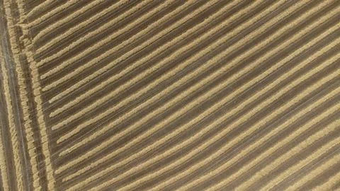 Rows of straw form a graphic pattern on a harvested grain field, drone image 스톡 사진
