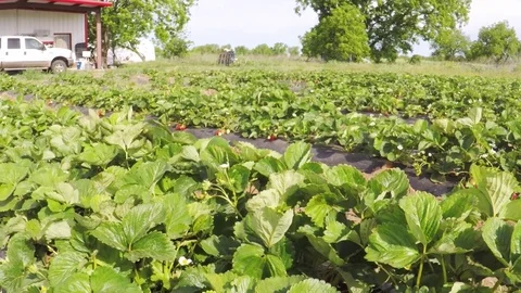 Rows of strawberries on a farm. Stock Footage 75352475