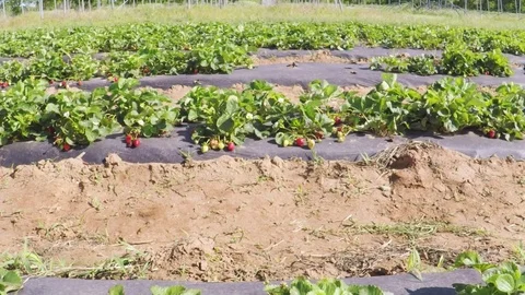 Rows of strawberries on a farm. Video stock 75352619