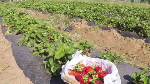 Rows of strawberries on a farm. Stock Footage 75352718