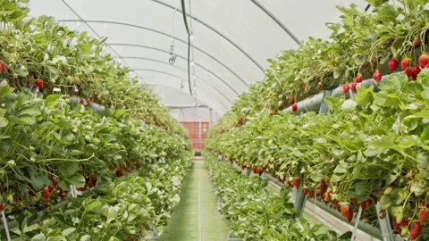 Rows of strawberries growing on detached substrates inside a large greenhouse Stock Footage 132583448
