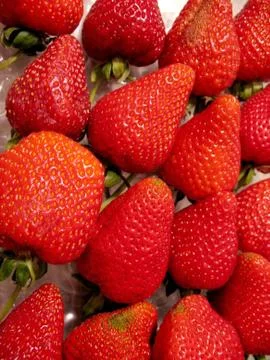 Rows of Strawberries Stock Photos