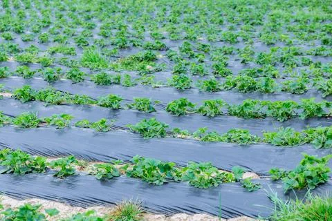 Rows with strawberries, the rows are covered with a black film. Berry plantation Stock Photos