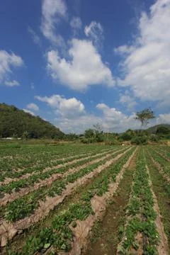 Rows of strawberry Stock Photos
