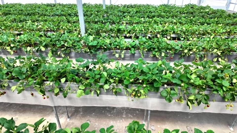 Rows of strawberry plants growing in a clean, organized greenhouse. Stock-Footage 313136822