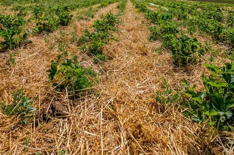 Rows of strawberry plants growing on straw mulched field Stockfoto's
