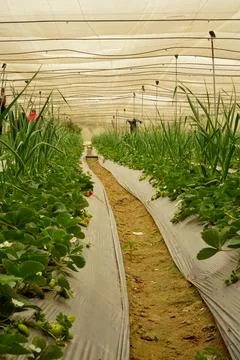 Rows of strawberry plants inside a polytunnel greenhouse in Ismailia, Egypt Stock Photos