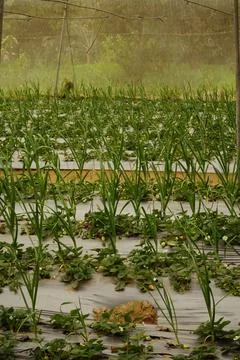 Rows of strawberry plants inside a polytunnel greenhouse in Ismailia, Egypt Stock Photos