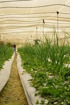 Rows of strawberry plants inside a polytunnel greenhouse in Ismailia, Egypt Stock Photos