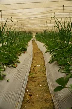 Rows of strawberry plants inside a polytunnel greenhouse in Ismailia, Egypt Stock Photos