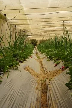 Rows of strawberry plants inside a polytunnel greenhouse in Ismailia, Egypt Stock Photos