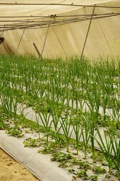 Rows of strawberry plants inside a polytunnel greenhouse in Ismailia, Egypt 库存照片