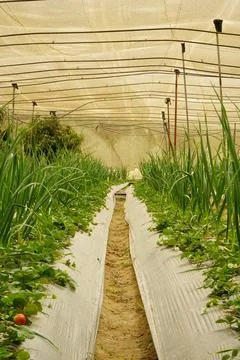 Rows of strawberry plants inside a polytunnel greenhouse in Ismailia, Egypt Stock Photos