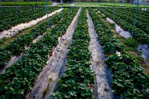 Rows of strawberry plants Stock Photos